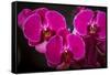 USA, Oregon, Keizer, Hybrid Orchid-Rick A Brown-Framed Stretched Canvas