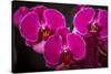 USA, Oregon, Keizer, Hybrid Orchid-Rick A Brown-Stretched Canvas