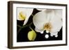 USA, Oregon, Keizer, Hybrid Orchid-Rick A Brown-Framed Photographic Print