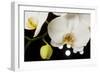 USA, Oregon, Keizer, Hybrid Orchid-Rick A Brown-Framed Photographic Print