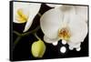 USA, Oregon, Keizer, Hybrid Orchid-Rick A Brown-Framed Stretched Canvas