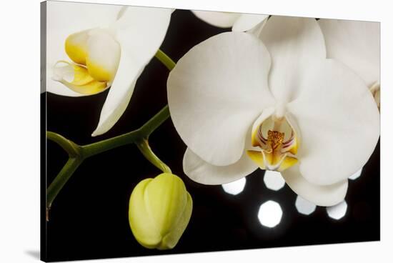 USA, Oregon, Keizer, Hybrid Orchid-Rick A Brown-Stretched Canvas