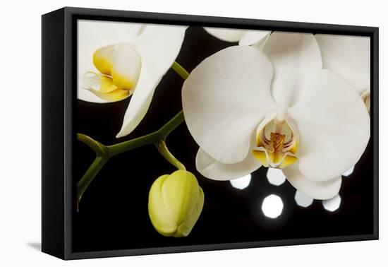 USA, Oregon, Keizer, Hybrid Orchid-Rick A Brown-Framed Stretched Canvas