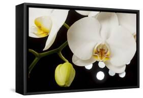 USA, Oregon, Keizer, Hybrid Orchid-Rick A Brown-Framed Stretched Canvas