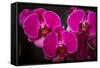 USA, Oregon, Keizer, Hybrid Orchid-Rick A Brown-Framed Stretched Canvas