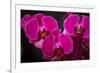 USA, Oregon, Keizer, Hybrid Orchid-Rick A Brown-Framed Photographic Print