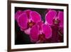 USA, Oregon, Keizer, Hybrid Orchid-Rick A Brown-Framed Photographic Print