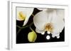 USA, Oregon, Keizer, Hybrid Orchid-Rick A Brown-Framed Photographic Print