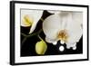 USA, Oregon, Keizer, Hybrid Orchid-Rick A Brown-Framed Photographic Print