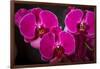 USA, Oregon, Keizer, Hybrid Orchid-Rick A Brown-Framed Photographic Print