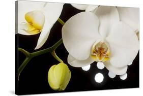 USA, Oregon, Keizer, Hybrid Orchid-Rick A Brown-Stretched Canvas