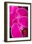 USA, Oregon, Keizer, Hybrid Orchid-Rick A Brown-Framed Premium Photographic Print