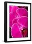 USA, Oregon, Keizer, Hybrid Orchid-Rick A Brown-Framed Premium Photographic Print