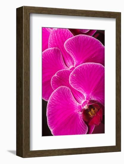 USA, Oregon, Keizer, Hybrid Orchid-Rick A Brown-Framed Photographic Print