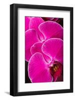 USA, Oregon, Keizer, Hybrid Orchid-Rick A Brown-Framed Photographic Print