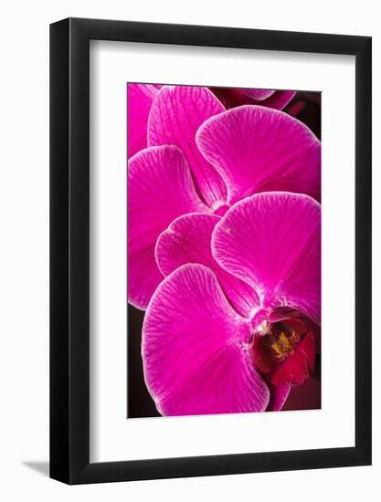 USA, Oregon, Keizer, Hybrid Orchid-Rick A Brown-Framed Photographic Print