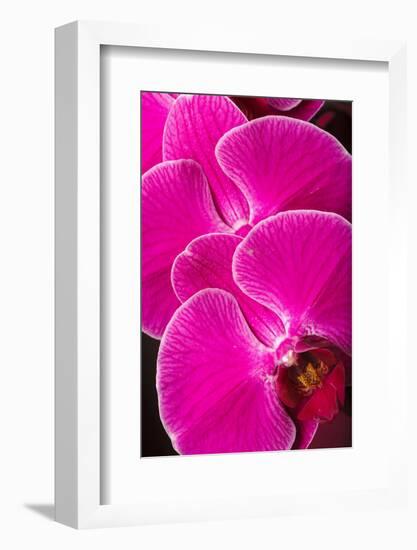 USA, Oregon, Keizer, Hybrid Orchid-Rick A Brown-Framed Photographic Print