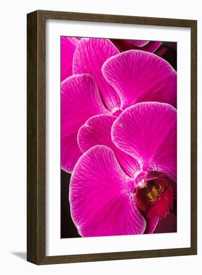 USA, Oregon, Keizer, Hybrid Orchid-Rick A Brown-Framed Photographic Print