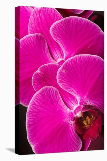 USA, Oregon, Keizer, Hybrid Orchid-Rick A Brown-Stretched Canvas