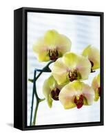 USA, Oregon, Keizer, Hybrid Orchids-Rick A. Brown-Framed Stretched Canvas