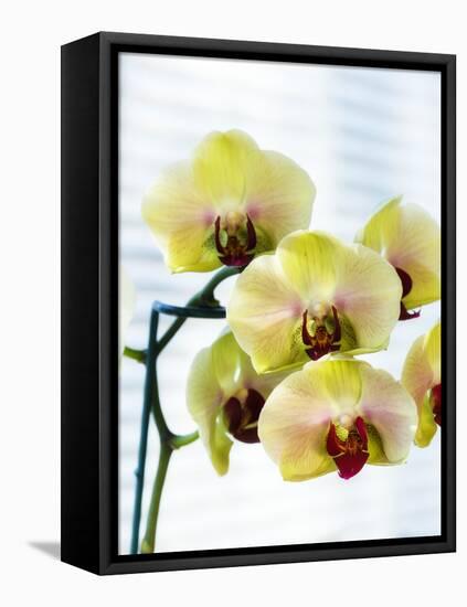 USA, Oregon, Keizer, Hybrid Orchids-Rick A. Brown-Framed Stretched Canvas