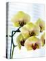 USA, Oregon, Keizer, Hybrid Orchids-Rick A. Brown-Stretched Canvas