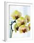 USA, Oregon, Keizer, Hybrid Orchids-Rick A. Brown-Framed Premium Photographic Print