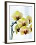 USA, Oregon, Keizer, Hybrid Orchids-Rick A. Brown-Framed Premium Photographic Print