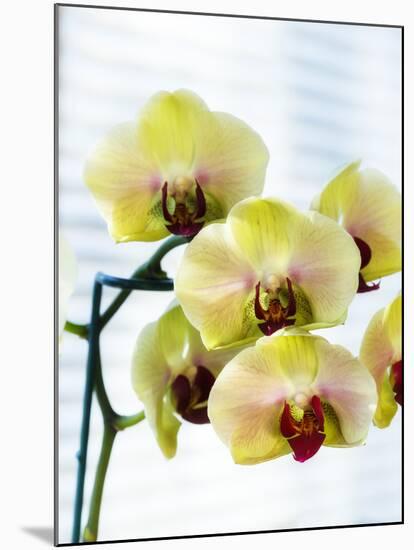 USA, Oregon, Keizer, Hybrid Orchids-Rick A. Brown-Mounted Premium Photographic Print