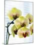 USA, Oregon, Keizer, Hybrid Orchids-Rick A. Brown-Mounted Premium Photographic Print