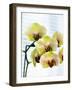 USA, Oregon, Keizer, Hybrid Orchids-Rick A. Brown-Framed Photographic Print