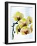 USA, Oregon, Keizer, Hybrid Orchids-Rick A. Brown-Framed Photographic Print