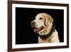 USA, Oregon, Keizer, Labrador Retriever in Her Christmas Collar, Pr-Rick A. Brown-Framed Photographic Print