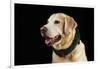 USA, Oregon, Keizer, Labrador Retriever in Her Christmas Collar, Pr-Rick A. Brown-Framed Photographic Print