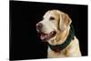 USA, Oregon, Keizer, Labrador Retriever in Her Christmas Collar, Pr-Rick A. Brown-Stretched Canvas