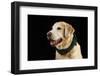 USA, Oregon, Keizer, Labrador Retriever in Her Christmas Collar, Pr-Rick A. Brown-Framed Photographic Print