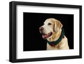 USA, Oregon, Keizer, Labrador Retriever in Her Christmas Collar, Pr-Rick A. Brown-Framed Photographic Print