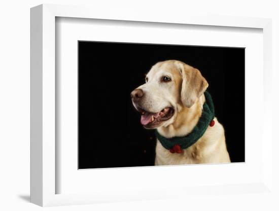 USA, Oregon, Keizer, Labrador Retriever in Her Christmas Collar, Pr-Rick A. Brown-Framed Photographic Print