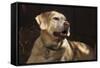 USA, Oregon, Keizer, Labrador Retriever (Pr)-Rick A. Brown-Framed Stretched Canvas