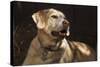 USA, Oregon, Keizer, Labrador Retriever (Pr)-Rick A. Brown-Stretched Canvas