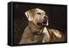 USA, Oregon, Keizer, Labrador Retriever (Pr)-Rick A. Brown-Framed Stretched Canvas