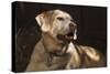 USA, Oregon, Keizer, Labrador Retriever (Pr)-Rick A. Brown-Stretched Canvas