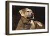 USA, Oregon, Keizer, Labrador Retriever (Pr)-Rick A. Brown-Framed Photographic Print