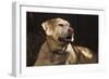 USA, Oregon, Keizer, Labrador Retriever (Pr)-Rick A. Brown-Framed Photographic Print