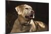 USA, Oregon, Keizer, Labrador Retriever (Pr)-Rick A. Brown-Mounted Photographic Print