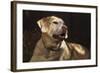 USA, Oregon, Keizer, Labrador Retriever (Pr)-Rick A. Brown-Framed Photographic Print