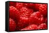 USA, Oregon, Keizer, Locally Grown Raspberries-Rick A. Brown-Framed Stretched Canvas