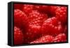 USA, Oregon, Keizer, Locally Grown Raspberries-Rick A. Brown-Framed Stretched Canvas