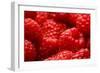 USA, Oregon, Keizer, Locally Grown Raspberries-Rick A. Brown-Framed Photographic Print