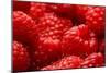 USA, Oregon, Keizer, Locally Grown Raspberries-Rick A. Brown-Mounted Photographic Print